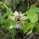 Image of woodland passionflower