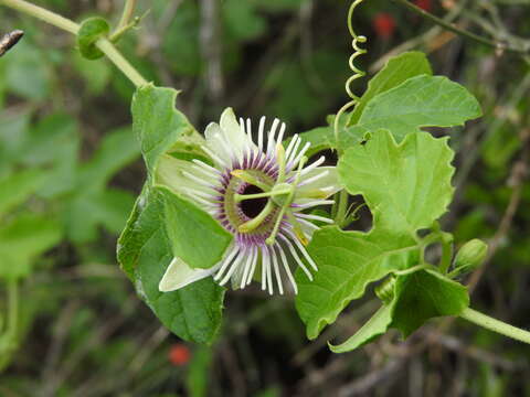 Image of woodland passionflower