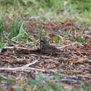 Image of Passerella iliaca annectens Ridgway