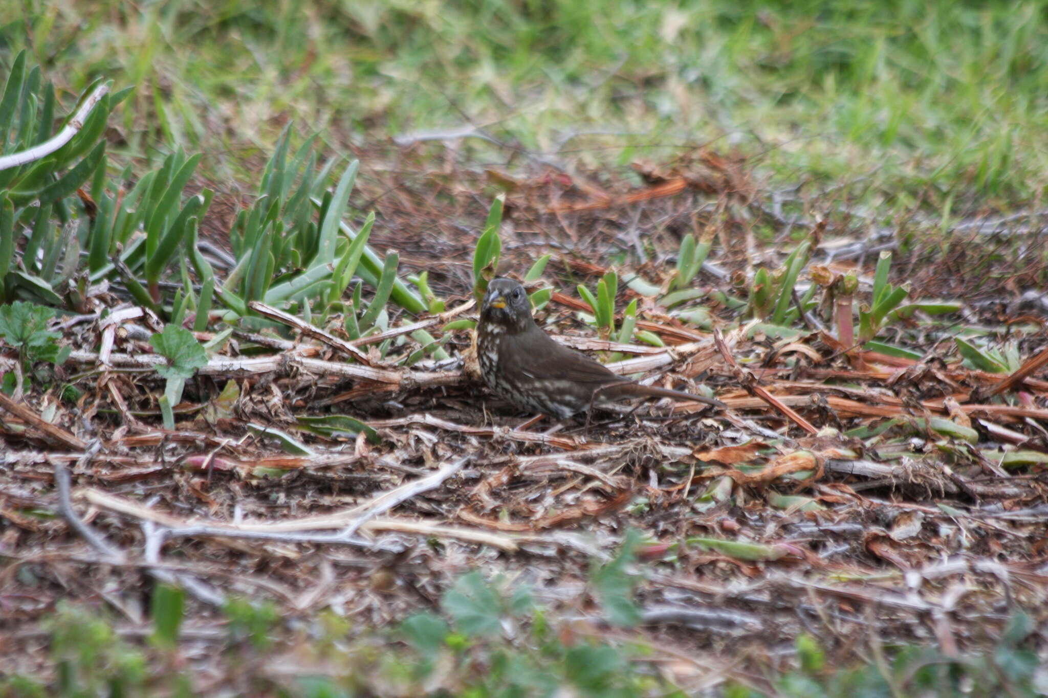 Image of Passerella iliaca annectens Ridgway