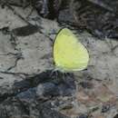 Image of Eurema senegalensis (Bosiduval 1836)