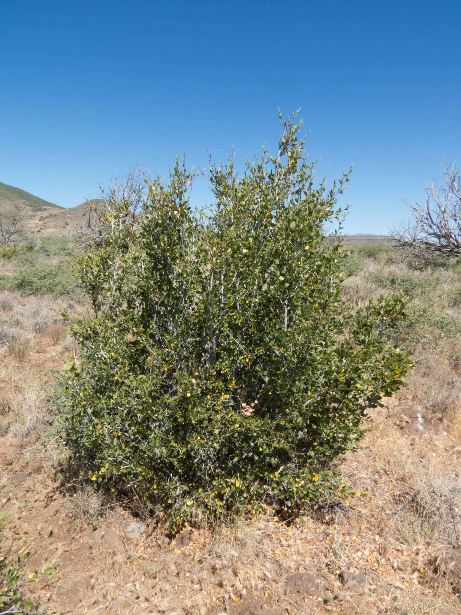 Слика од Cercocarpus montanus Raf.