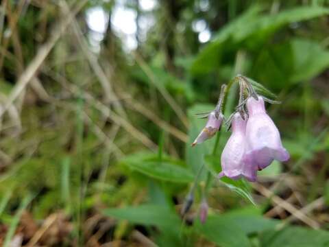 Image of northern bluebells