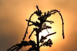 Image of Mountain Hemlock