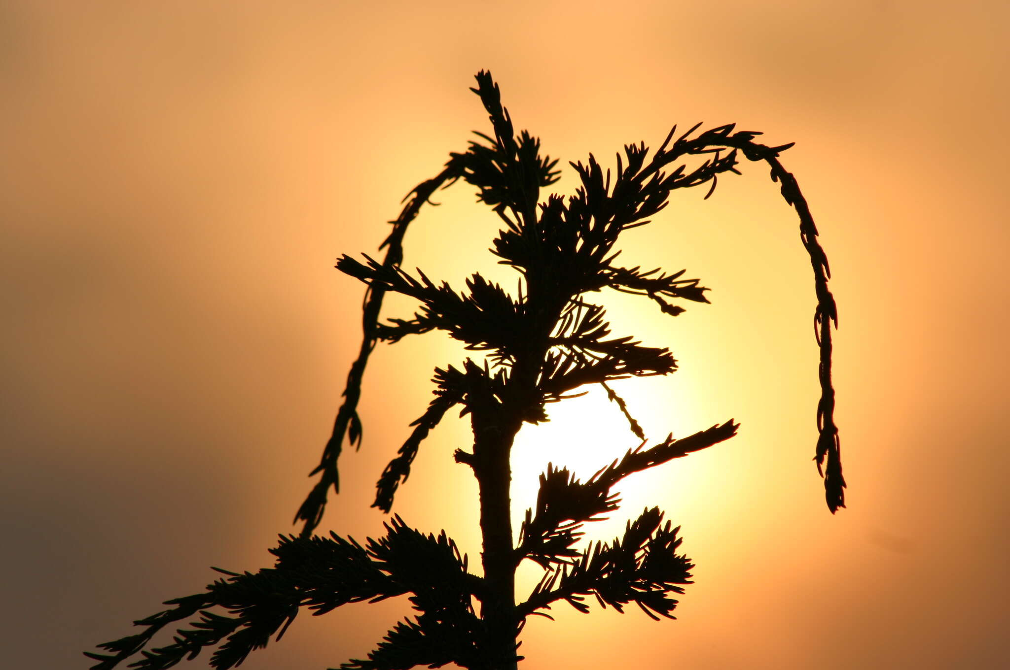 Image of Mountain Hemlock