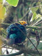 Image of Multicolored Tanager