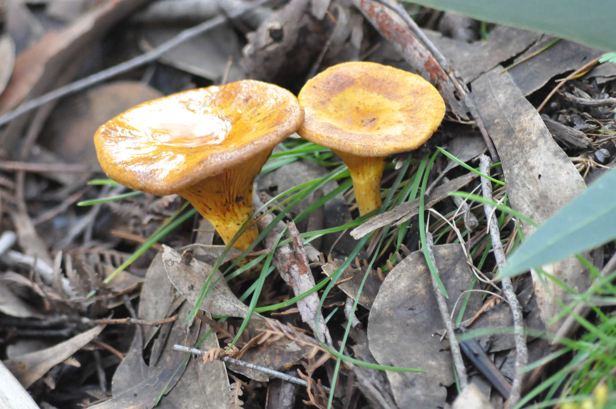 Image of Austropaxillus infundibuliformis (Cleland) Bresinsky & Jarosch 1999