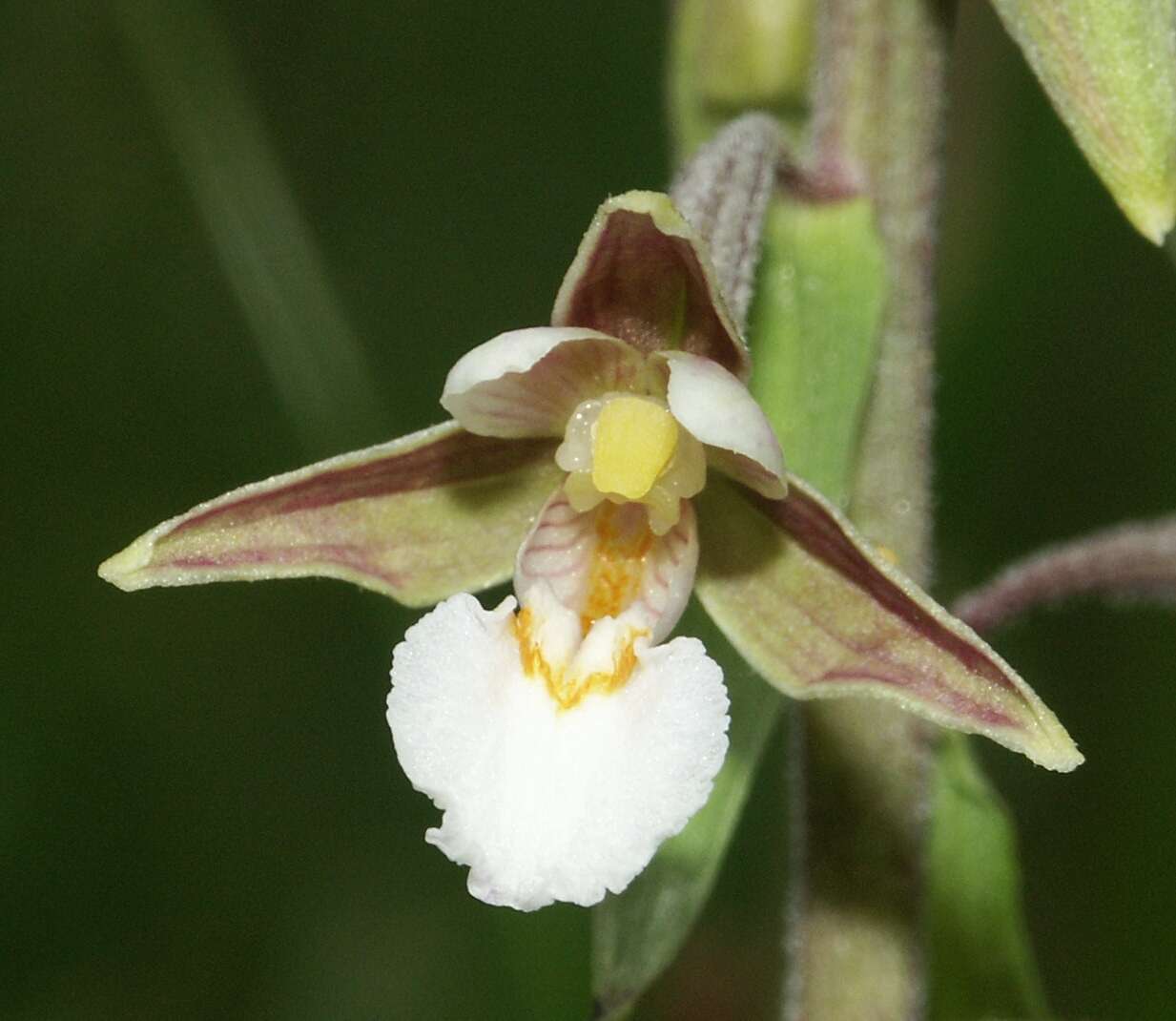 Imagem de Epipactis palustris (L.) Crantz