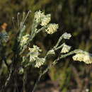 Image of Pimelea octophylla R. Br.