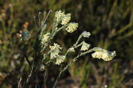 صورة Pimelea octophylla R. Br.