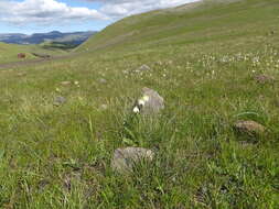 Image of fragrant fritillary