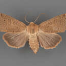 Image of Mesogona olivata Harvey 1874