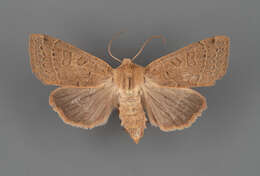 صورة Mesogona olivata Harvey 1874