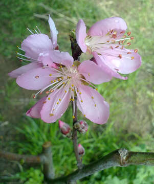 Image of Prunus persica var. platycarpa