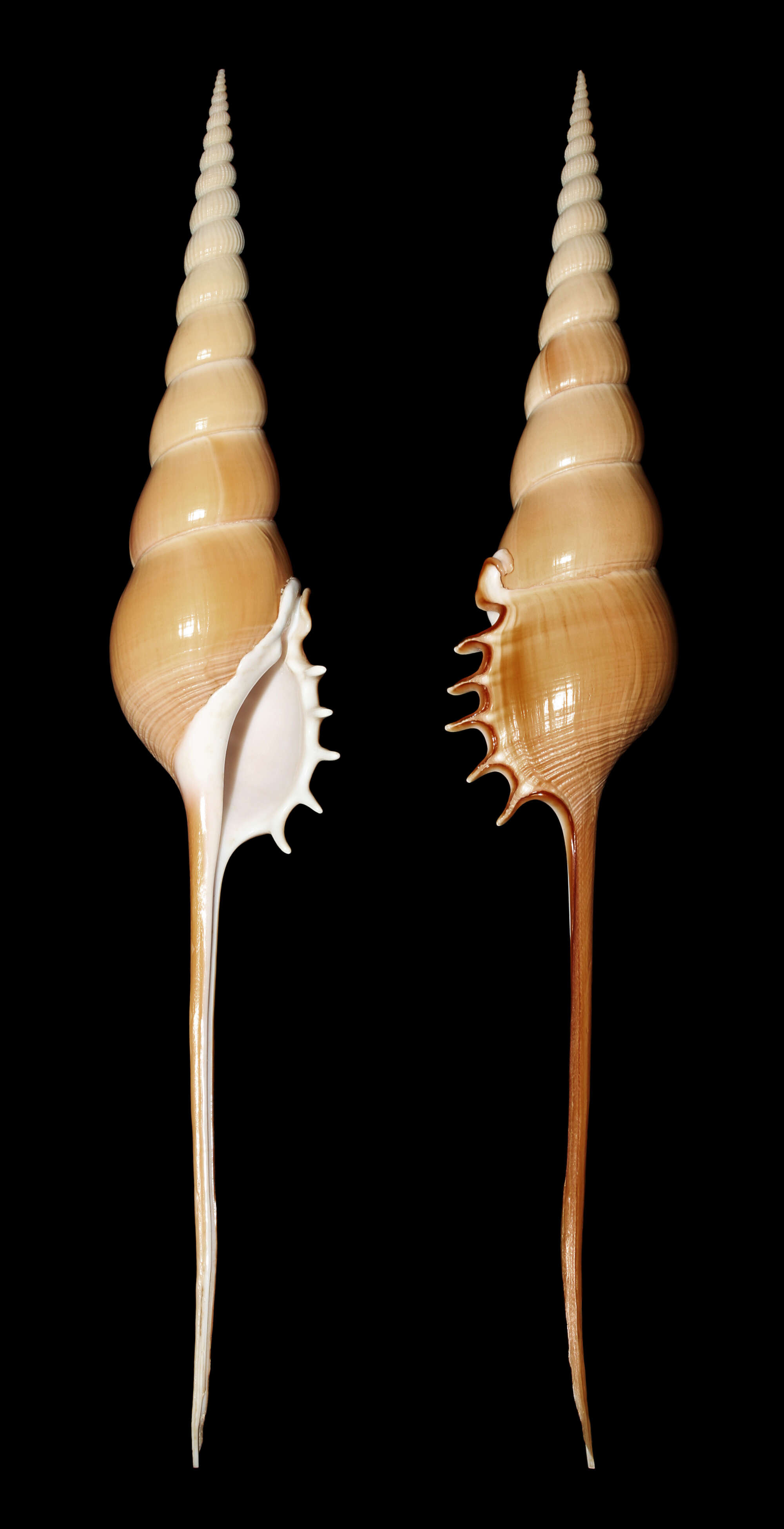 Tibia fusus (Linnaeus 1758) resmi