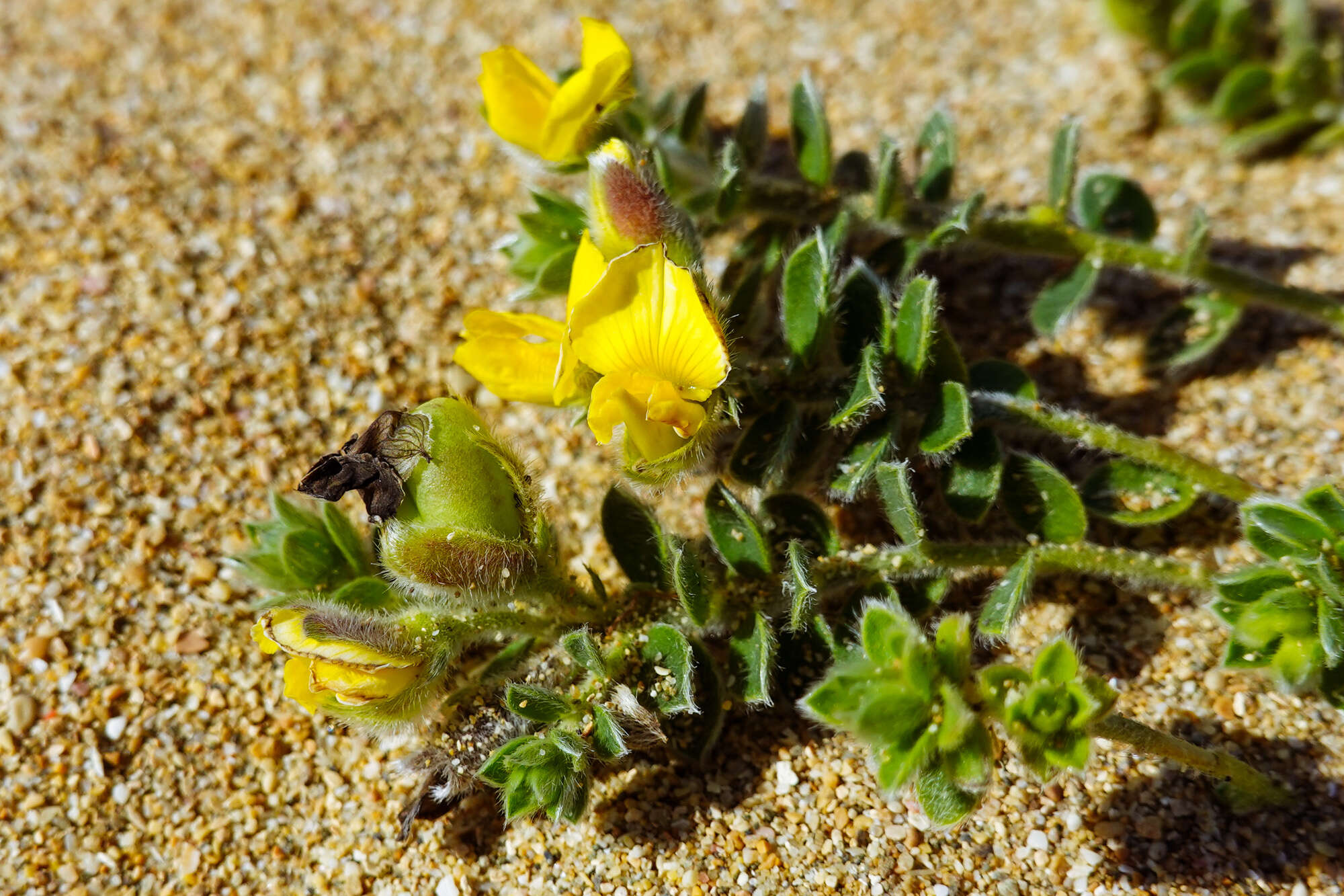 Image of Crotalaria similis Hemsl.