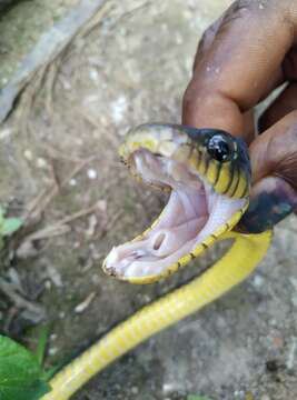 Image of Blandings Tree Snake