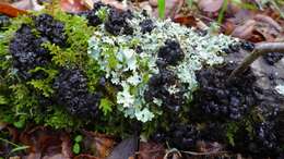 Image of Black Witches' Butter