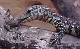 Image of Varanus niloticus