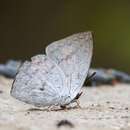 Image of Malayan Sunbeam