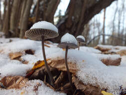 Image of Mycena polygramma (Bull.) Gray 1821