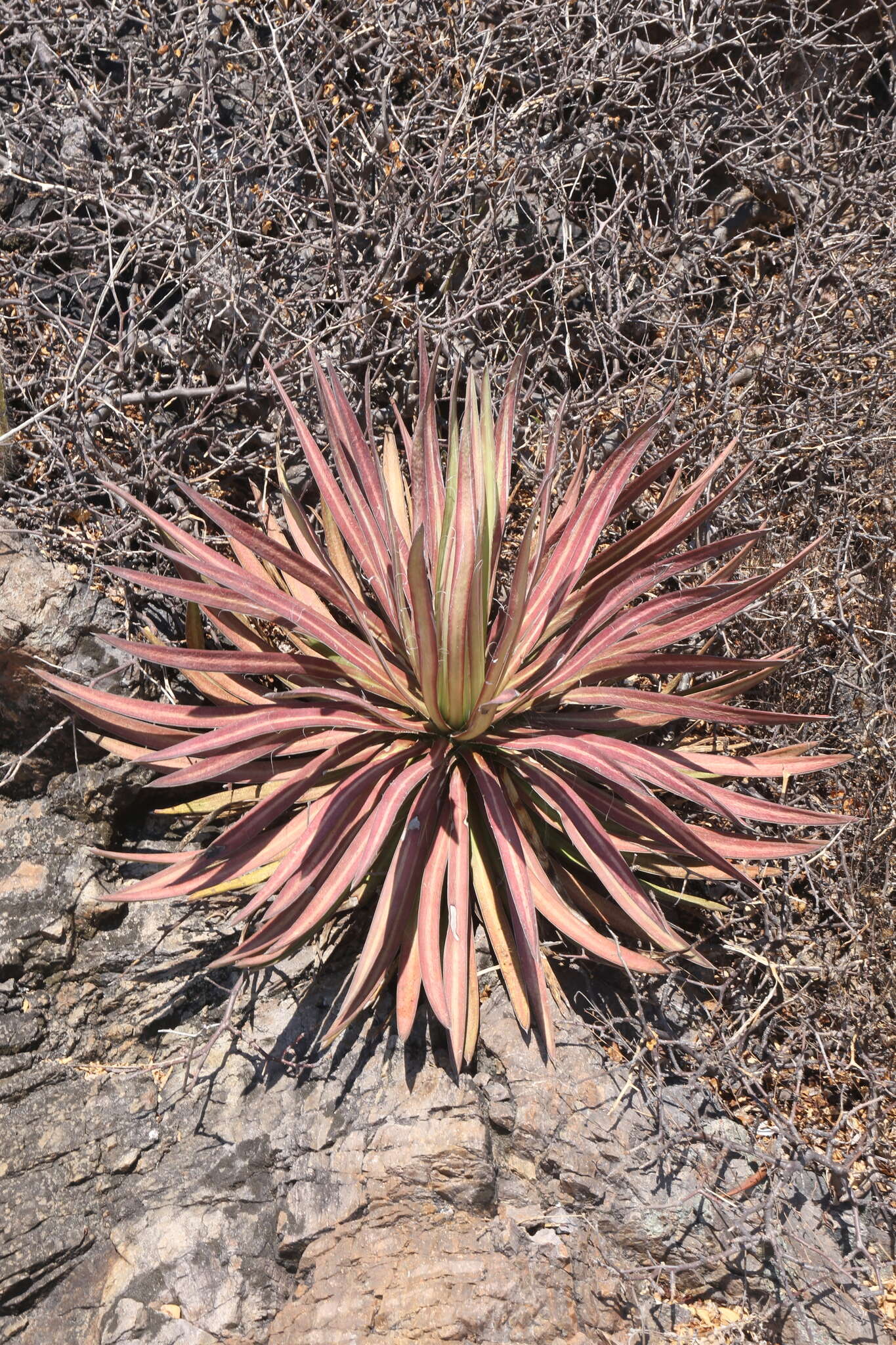 Image of Agave ortgiesiana (Baker) Trel.