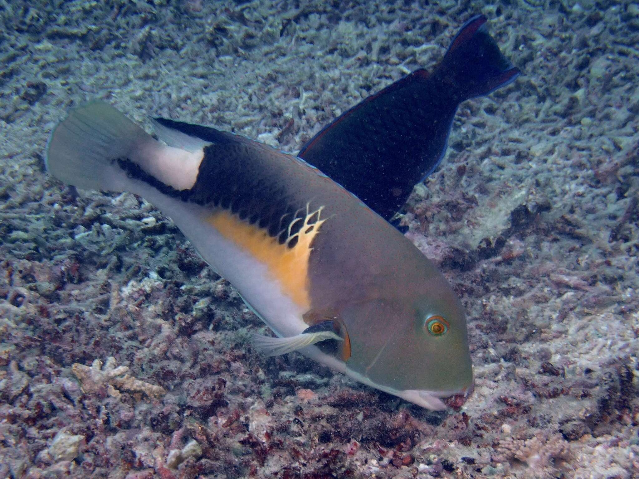 Image of Anchor trunkfish