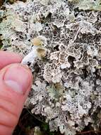 Image of ragged lichen