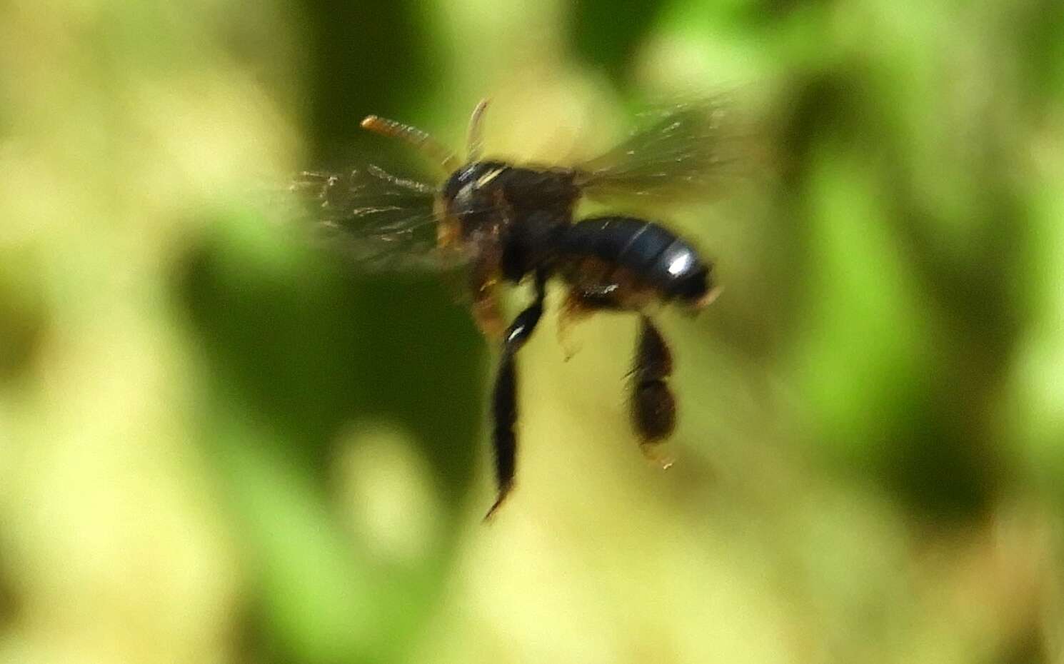 Image of Mourning Mimic-Oil bee