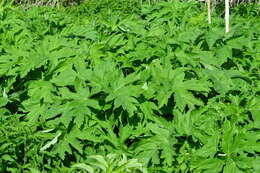 Image of Heracleum dissectum Ledeb.