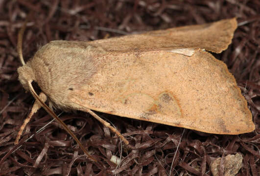 Image of Orthosia pacifica Harvey 1874