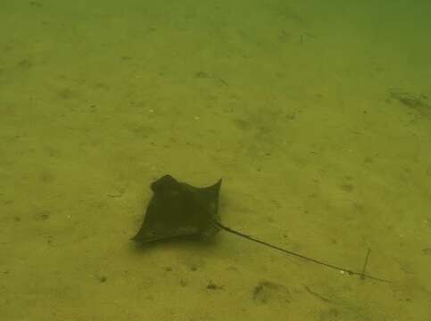 Image of Common Eagle Ray