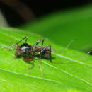 Imagem de Heteromyia prattii Coquillett 1902