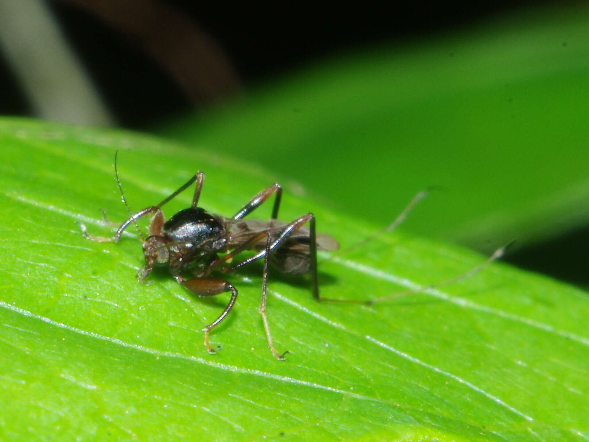 Image of Heteromyia prattii Coquillett 1902