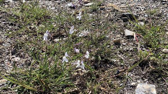 Image of Linaria nigricans Lange