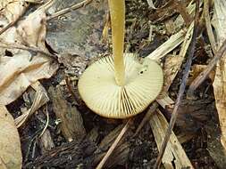 Image of Bolbitius callistus (Peck) Watling 1977