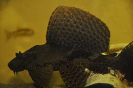 Image of Leopard pleco