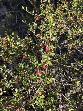 Image of Dodonaea baueri Endl.