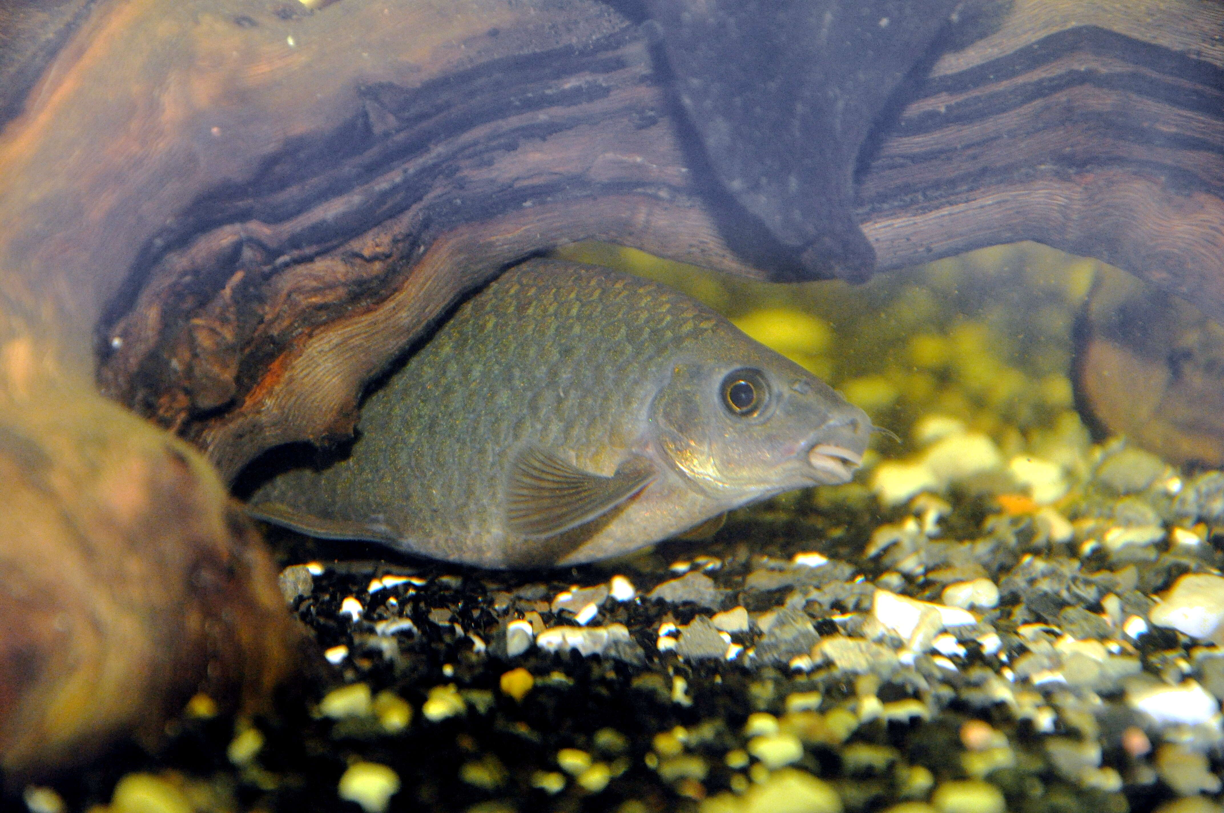 Image of Red Tailed Shark