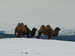 Image of Bactrian camel