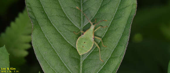 Image of Homoeocerus (Tliponius) dilatatus Horváth 1879