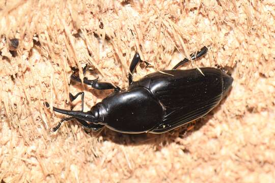 Image of Palm weevil