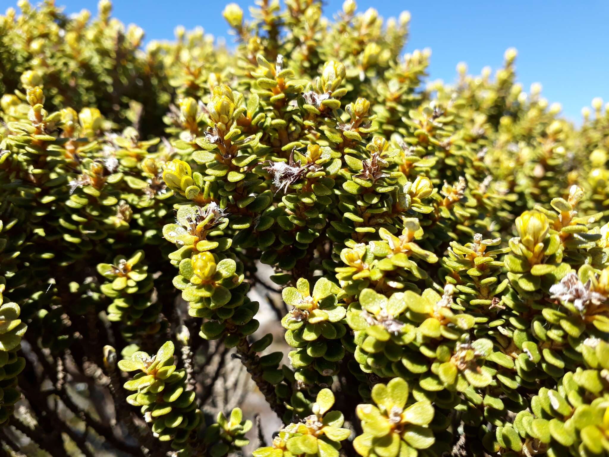 Image of Olearia nummularifolia Hook. fil.