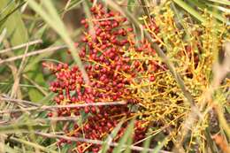 Image of wild date palm