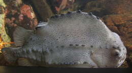 صورة Cyclopterus