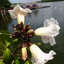 Image of Dinklageodoxa scandens Heine & Sandwith