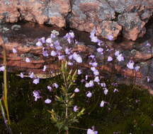 Image of Utricularia grampiana R. W. Jobson