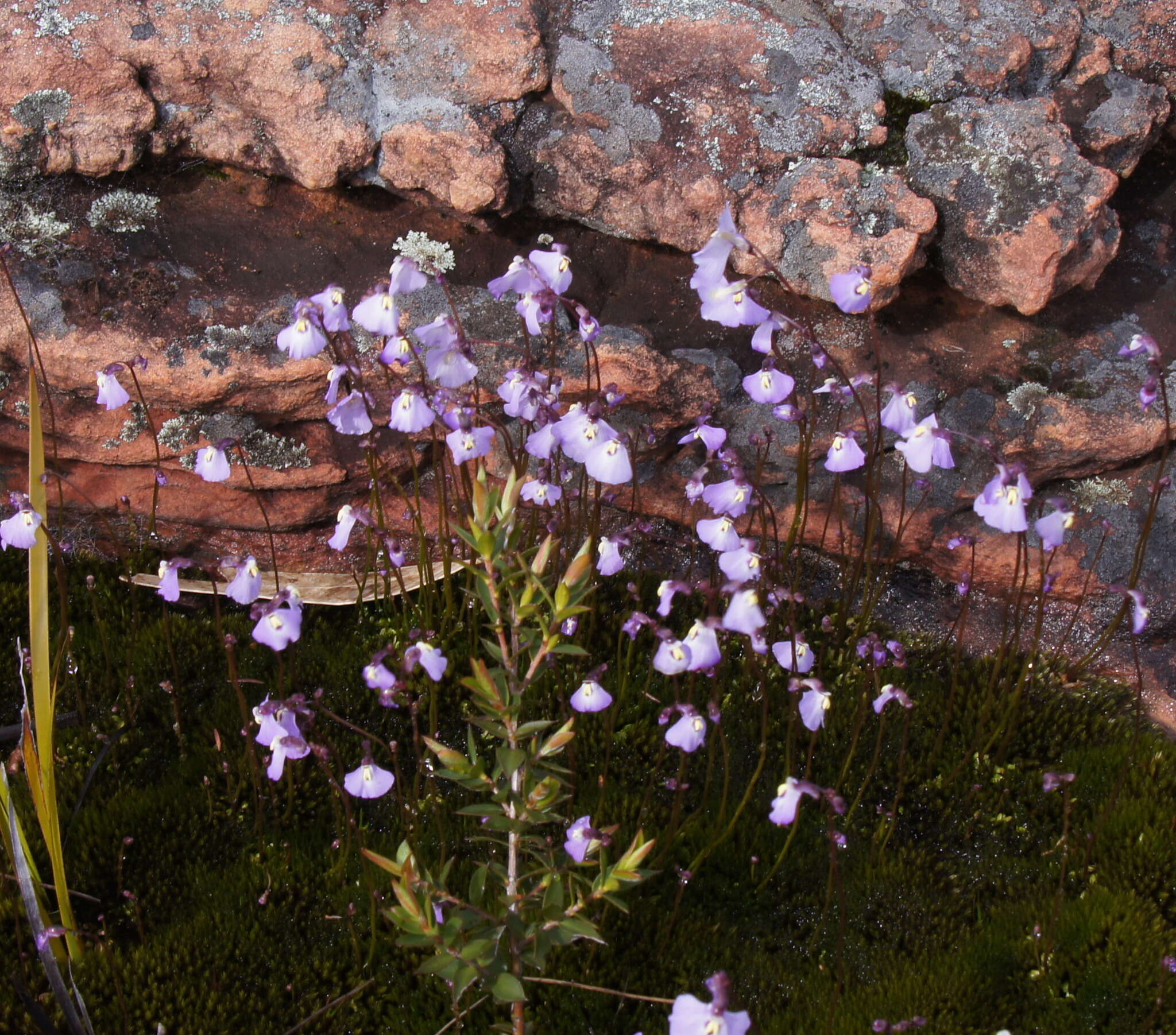 Image of Utricularia grampiana R. W. Jobson