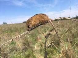 Image of Chestnut African Climbing Mouse