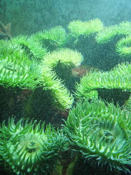 Image of giant green anemone